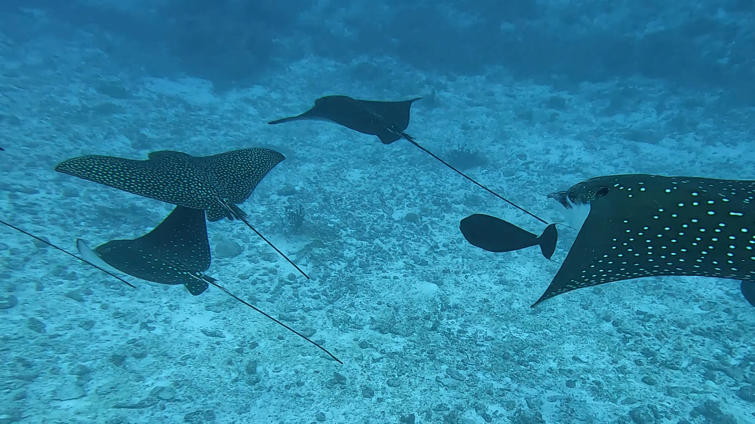 Maldive