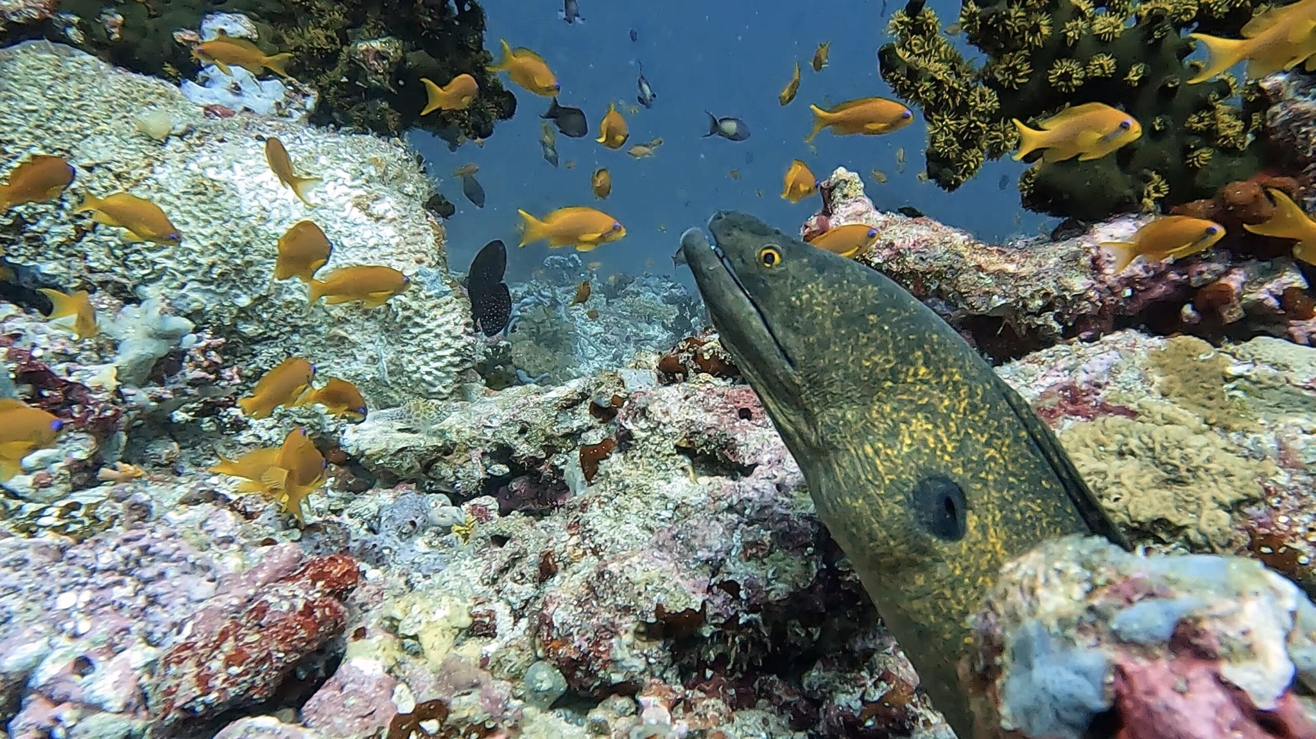 Maldive