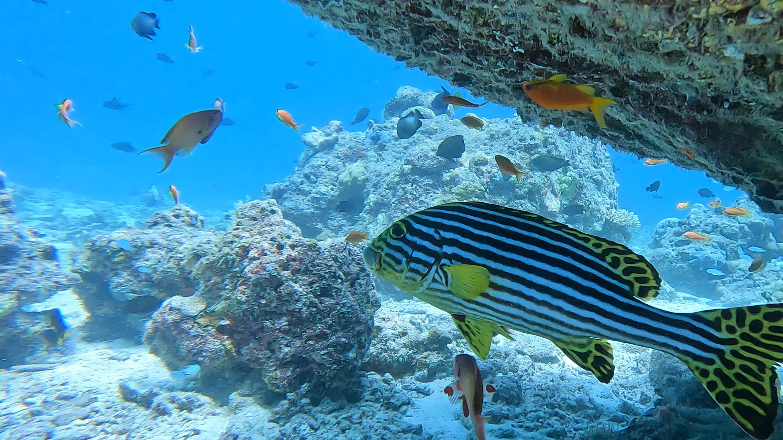 Maldive