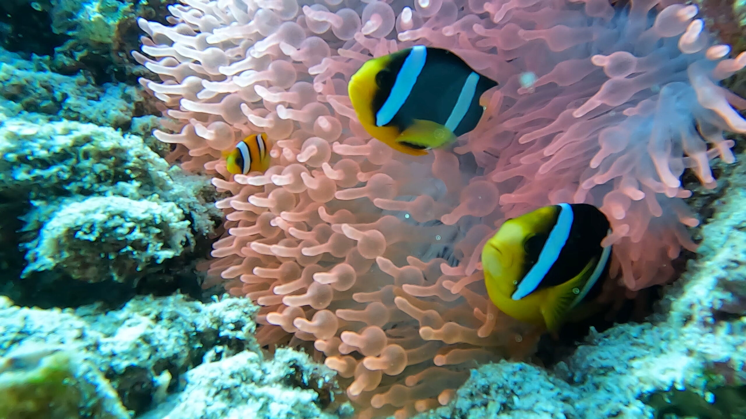 Sharm
