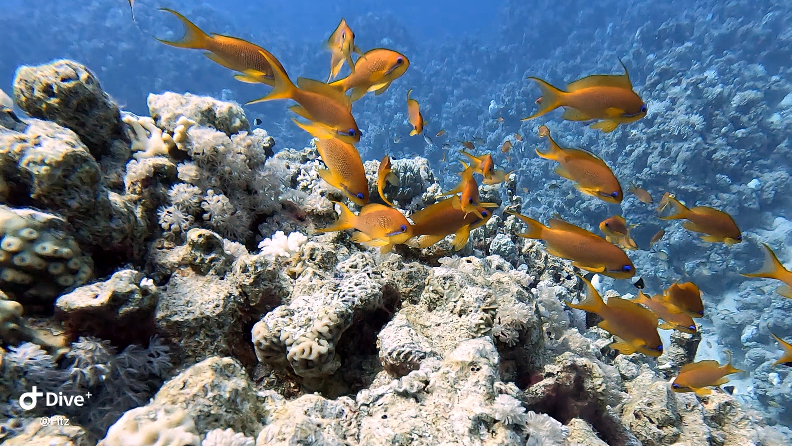 Sharm
